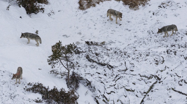 Gray Wolves