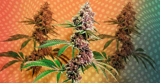 Bluebird’s COLA is an indica-dominant hybrid