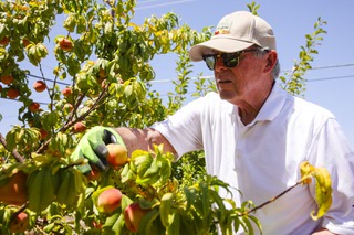 Chairman Keith Thomas picks peaches at Provident Community Garden  Thursday, July 6, 2023.