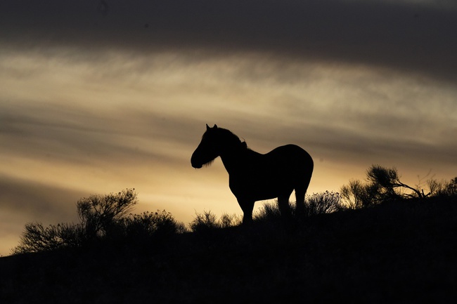 Mustang Roundup Nevada