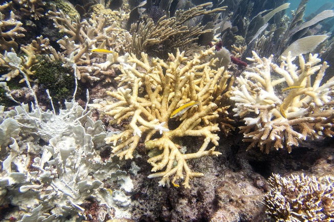 Florida Coral Reefs