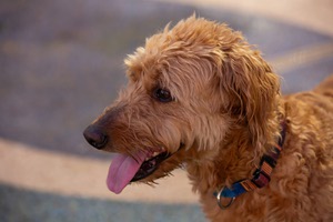 Dog enjoys hot dog during 'Bark in the Park' 