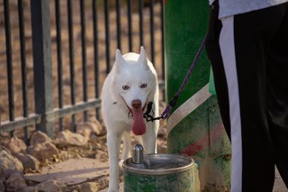Morra, a 1-year old Husky mix, takes a drink at The Bark Park in Henderson after sundown Thursday July 27, 2023. Due to high temperatures in the Vegas valley, dog owners are having to wait till later in the evening or early in the morning to walk their dogs.