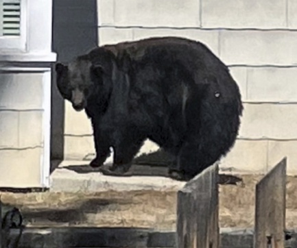  The Department of Fish and Wildlife says DNA has confirmed the large female black bear and her three little accomplices were responsible for at least 21 instances of property damage since 2022. 