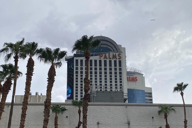 palms rain