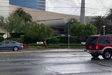 palms rain