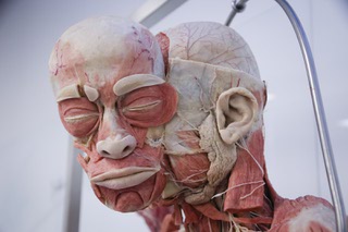 A human body preserved through a process called plastination is displayed in the cadaver dissection lab at the Kirk Kerkorian School of Medicine at UNLV Thursday, Sept. 21, 2023.