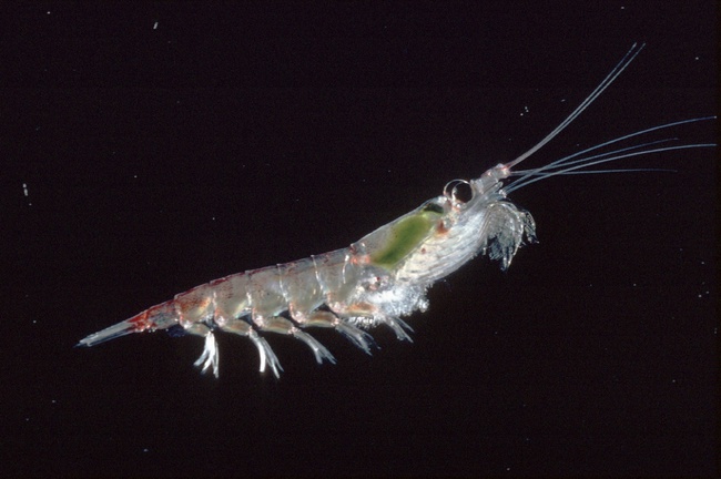 Krill