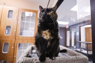 Baz, an eight-year-old female Calico cat, waits to be adopted at Nevada SPCA Thursday, Nov. 2, 2023.