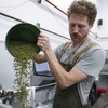 Brewer Scott Peterson adds hops to a kettle of wort while brewing a German-style Pilsner at Von Ebert Brewing in Portland, Ore., Sunday, Oct. 22, 2023. The craft brewery have had hops they depend upon from Europe impacted by hot, dry summers over the last couple of years. That’s why some researchers are working on varieties of hops that can better withstand summer heat.