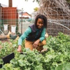 Crystal León works in the kale bed at the Radish Hotel garden in Sparks. 