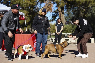Stephanie Loffredo, center, holds the leash of two therapy Bulldogs as a student moves to pet one of the dogs at UNLV Tuesday, Jan. 16, 2024.