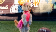 The Raiders aren’t playing Feb. 11 in the Super Bowl at Allegiant Stadium, but one fluffy Las Vegas resident will be representing the city in an annual event for dog enthusiasts ahead of the big game.