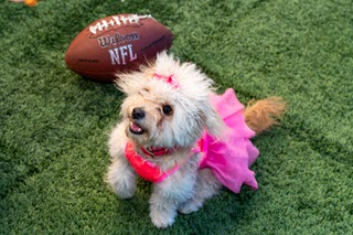Lady Luck, a puppy formerly housed at the Nevada SPCA, which happens to be across the street from Allegiant Stadium, was chosen to appear in the 2024 Puppy Bowl that plays during Super Bowl weekend. Thursday, January 25, 2024.