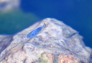 Armargosa Pupfish swim in King’s Pool in the Ash Meadows National Wildlife Refuge Tuesday, March 5, 2024.