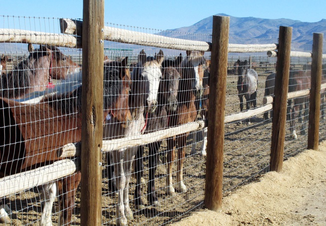 Horses in custody BLM Nevada