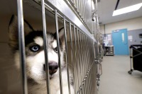 With Las Vegas animal shelters bursting at the seams, county leaders are moving ahead on new facilities they hope will ease the crisis — starting with a temporary shelter breaking ground this spring and a larger, permanent complex planned to open ...

