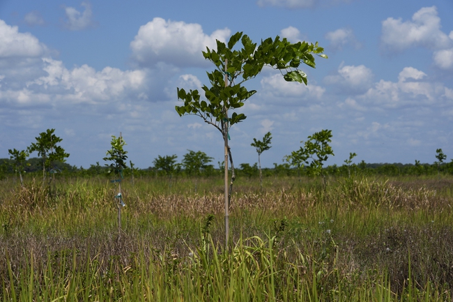 pongamia trees