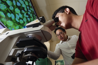 Connor Ahmed, 17, The Meadows School student, looks at human embryonic kidney cells through a microscope as UNLV School of Medicine Professor Edwin Oh supervises during SEFTY, or Science Education For The Youth, a free program that offers research lab experience to science-minded high school students at UNLV Thursday, July 18, 2024.