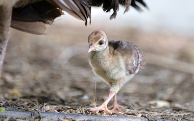 The future is now for the peafowl of Floyd Lamb Park at Tule Springs with the birth of a chick for the first time in at least two years. The locally famous flock of showy birds, generations of which have inhabited ...

