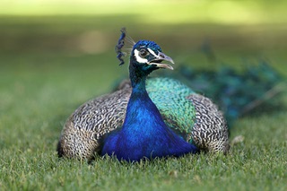 A peacock sits on the lawn at Floyd Lamb Park at Tule Springs Wednesday, July 24, 2024.