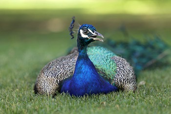 Peacock Project at Tule Springs