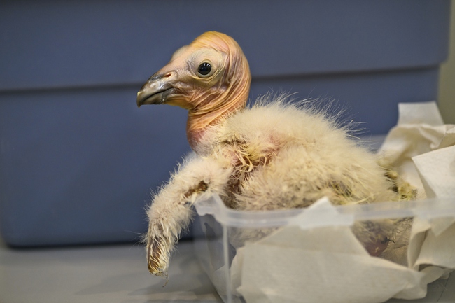 california condors