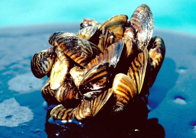 zebra mussels