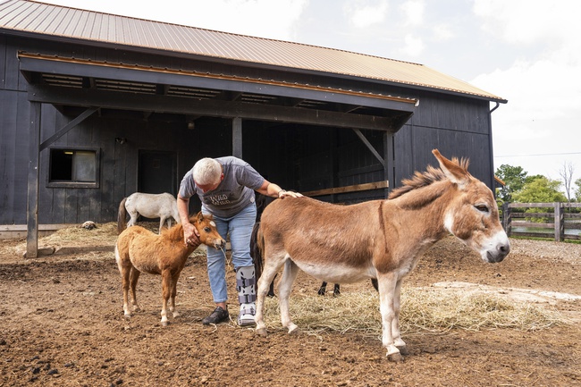 Mini Farm Animals