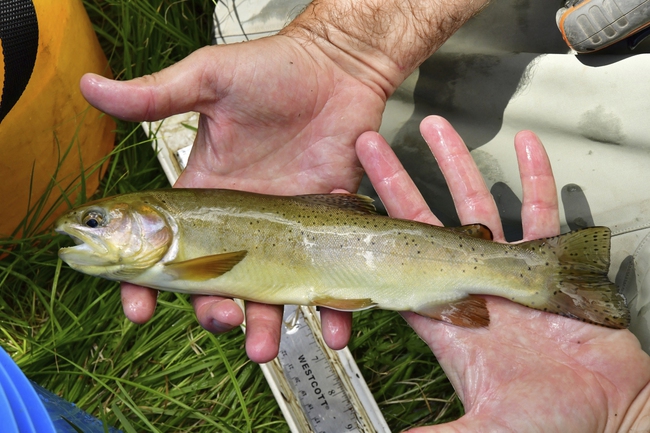 apache trout