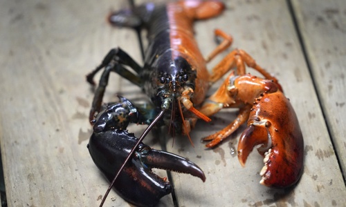 Just how rare is a rare-colored lobster? Scientists say answer could be under the shell