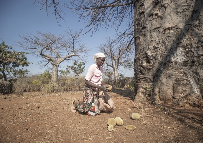 african tree