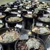 Tiehm's buckwheat grows in a greenhouse in Gardnerville, Nevada, Tuesday, May 21, 2024.