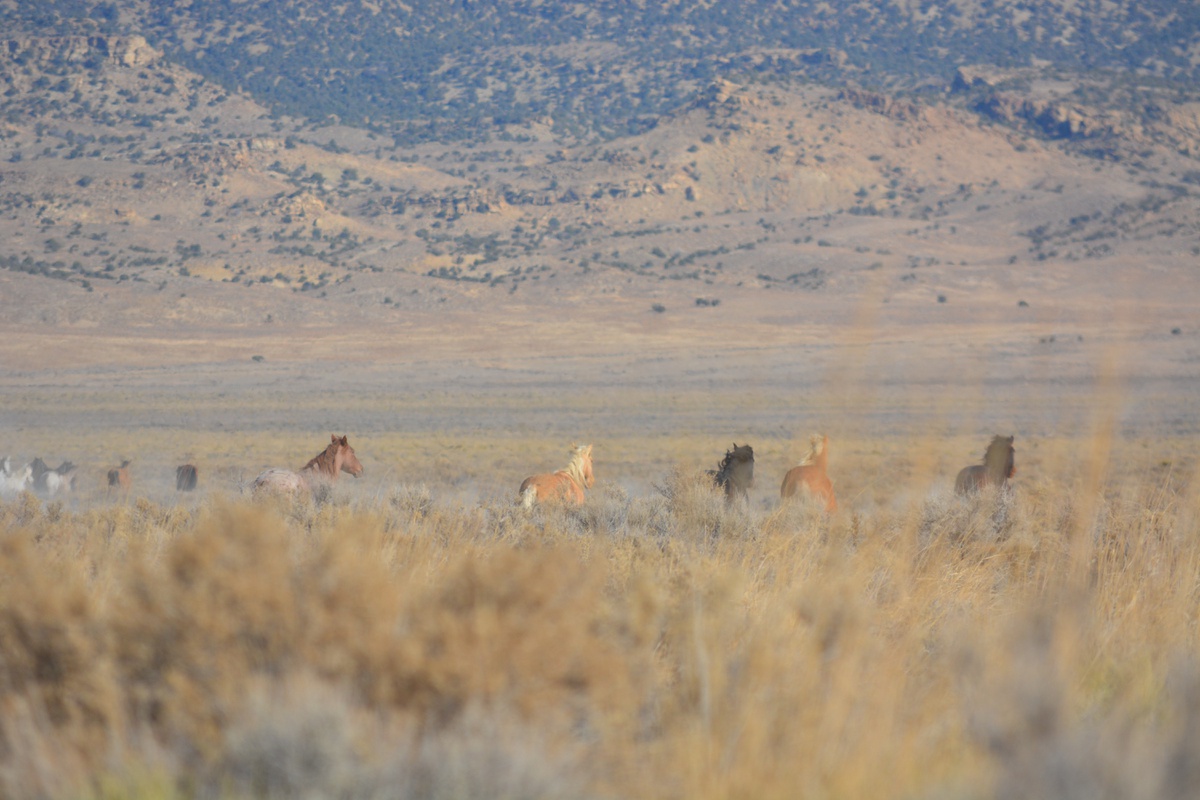 Federal agencies seek nominees for National Wild Horse and Burro Advisory Board