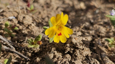 Rare Nevada species could gain endangerment protections