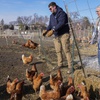 Red Star hens, a hybrid breed that lays large brown eggs, walk around outside their coop at Historic Wagner Farm, Friday, Feb. 7, 2025, in Glenview, Ill.

