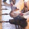 Photo: Pigs drink water from a faucet in this 2020 file p