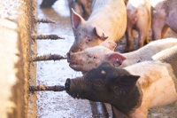 The U.S. Department of Agriculture has declared 243 rural veterinary shortage areas in 46 states this year. Douglas and Nye counties are considered “high-priority shortage zones,” according to USDA data ...