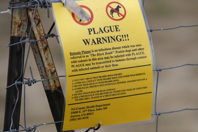 Northern Arizona resident dies from plague - Las Vegas Sun News