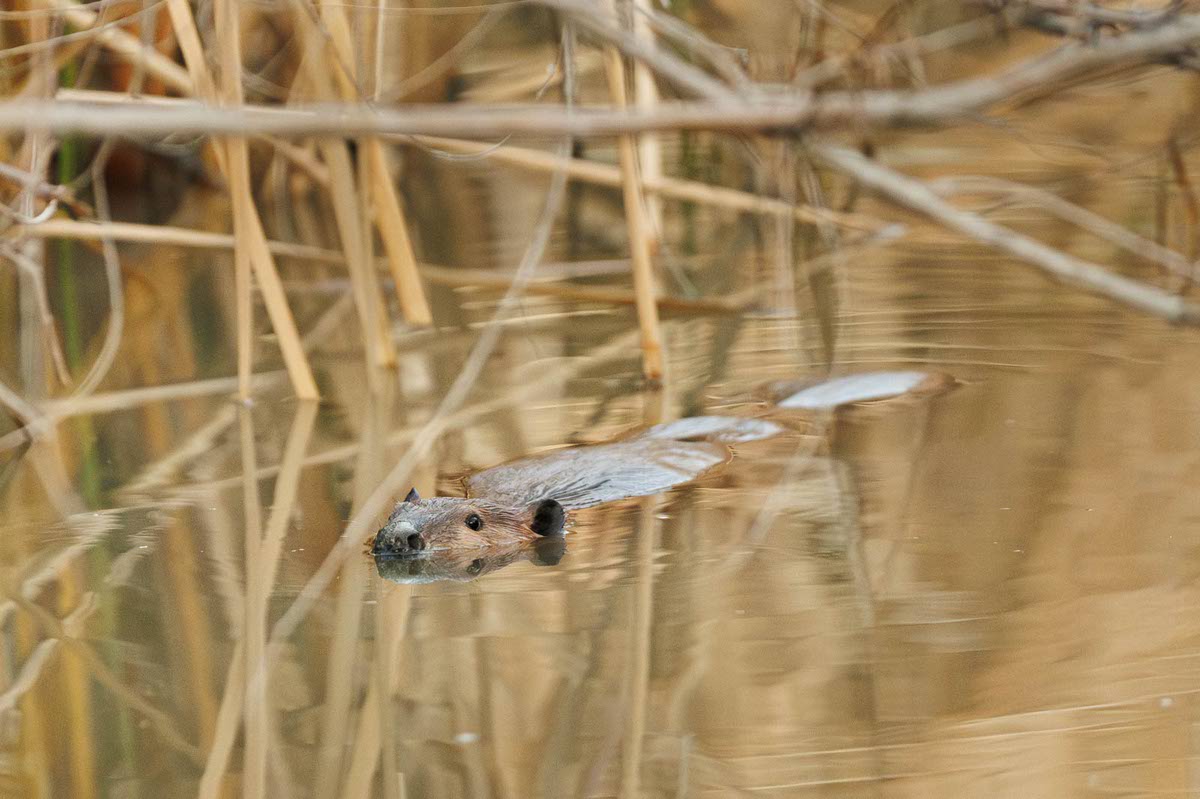 In the Las Vegas desert, beavers turn a drainage channel into habitat
