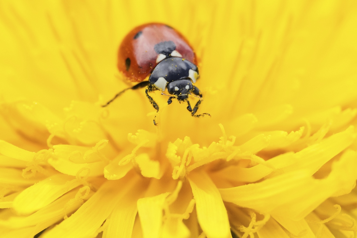 Resorts World releasing 100,000 ladybugs for Earth Day tradition