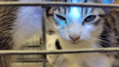 Henderson Animal Protection Services begins its first major facility upgrade in 30 years