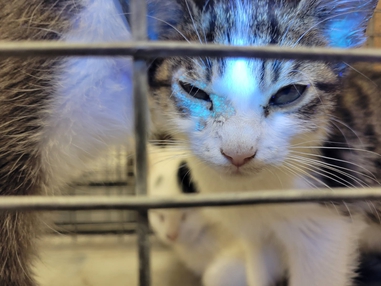 A cat peers through a kennel door at Henderson Animal Protection Services on April 16, 2026. The facility at 300 E. Galleria Drive has not been upgraded in three decades; the Henderson City Council unanimously approved an $8 million renovation overhaul last&nbsp;week.