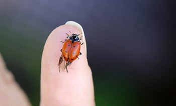 Ladybug Release at Resorts World