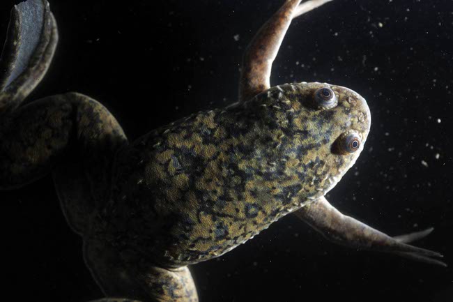 Frog Regeneration Research at UNLV