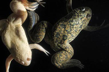 Male South African Clawed frogs, one albino on left, rest in a tank at the UNLV College of Sciences Tseng Lab, where students research the frogs’ regenerative abilities, Thursday, May 14,&nbsp;2026.