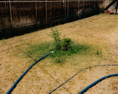 A resident of Kearny, Ariz., a town on the verge of running out of water, uses brown water from his washing machine to water a plant in his yard on May 20, 2026. Drought in the Desert and Mountain West is forcing cities to restrict water use and farmers to abandon their&nbsp;fields. 