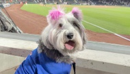 A Las Vegas dog whose social media presence has helped locals and visitors navigate the valley’s dog-friendly scene has advanced to the finals of a national pet competition.

