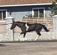 A suspect in the death of a horse last week turned himself in today. Guadalupe Camarillo Guameros, 62, was booked into the Clark County Detention Center on a charge of ...

