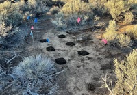 In a newly published study, the researchers found that specialized seed coatings helped native grass seeds survive conditions that mimic passage through a cow’s digestive system …